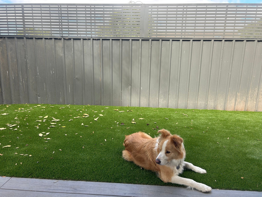 What are the wind ratings of Screenline Fence Extensions?